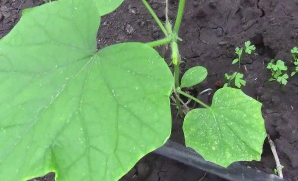 แตงกวาอ่อน