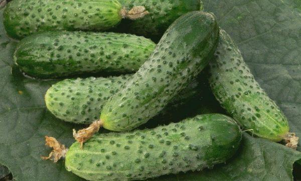 พันธุ์แตงกวา