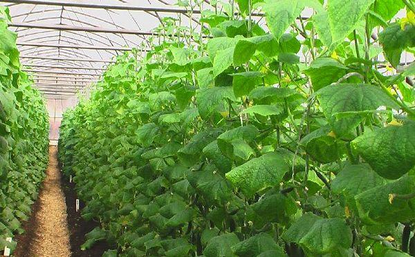 การปลูกแตงกวา