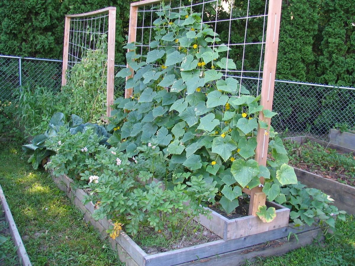 ต้นแตงกวา