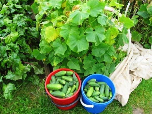 การเก็บเกี่ยวแตงกวา