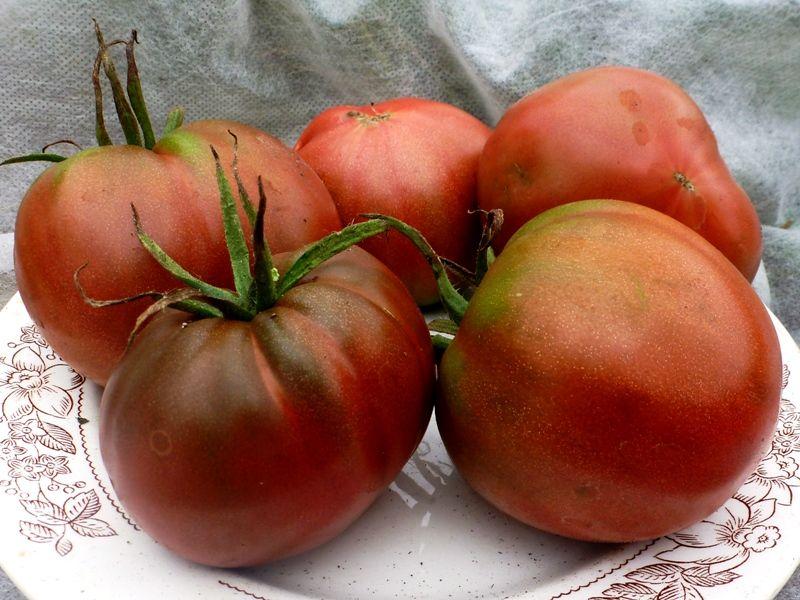 Tomate de la mer Noire