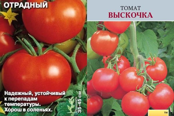 มะเขือเทศโอทราดนี่และอัพสตาร์ต