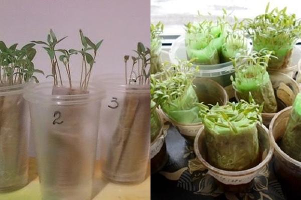 ต้นกล้ามะเขือเทศบนกระดาษชำระ