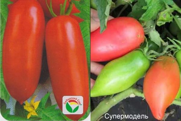ซูเปอร์โมเดลมะเขือเทศ