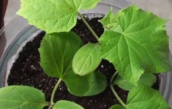 กอง F1 เล็ก ๆ