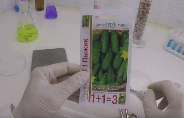 แตงกวาพิจิก F1