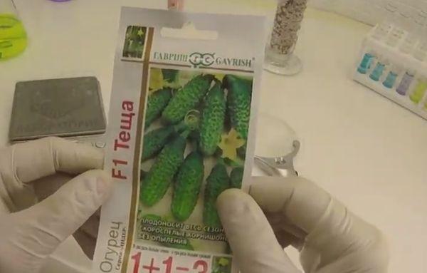 แตงกวาเทชชา F1