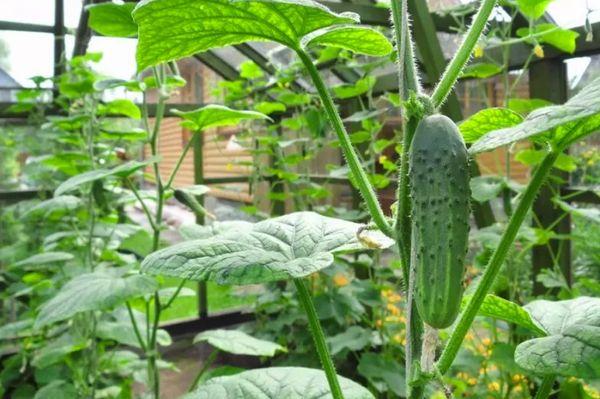 แตงกวาในสวน