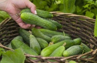 ตะกร้าแตงกวา