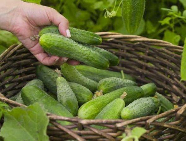 ตะกร้าแตงกวา