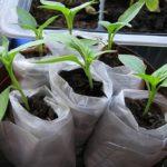 plants de tomates en couches