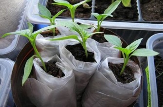 ต้นกล้ามะเขือเทศในผ้าอ้อม