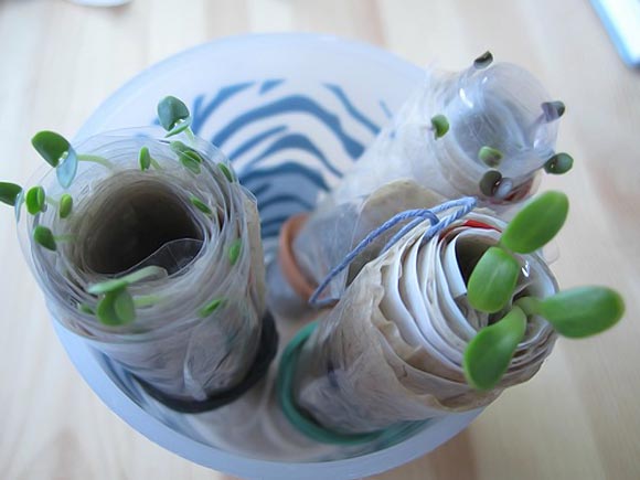 การปลูกต้นกล้า