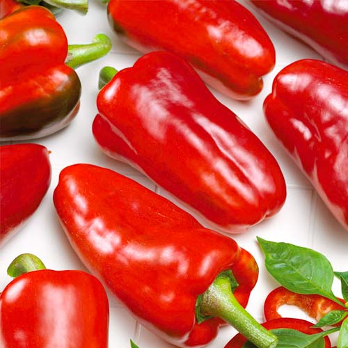 พริกไทยโนโวซีบีสค์