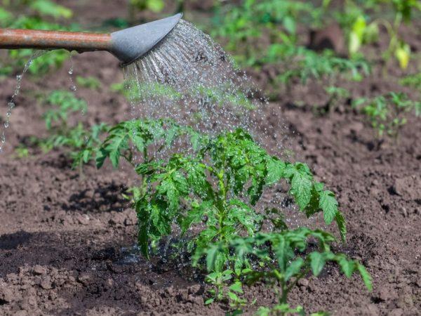 arrosage des plants de tomates