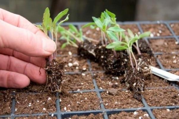 escargots issus de plants de tomates