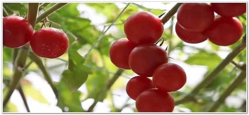 มะเขือเทศปลาหมึก