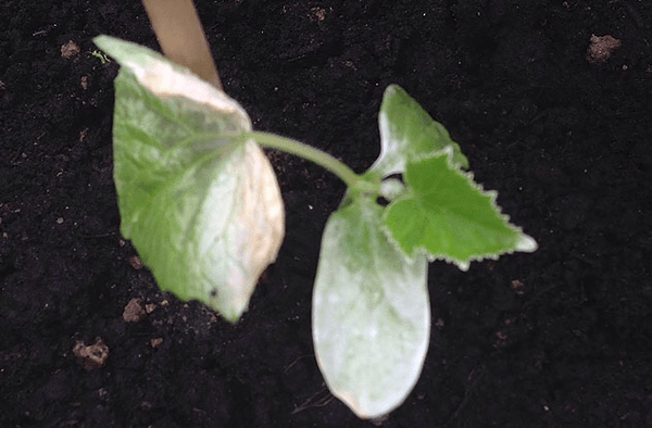 โรคแตงกวา