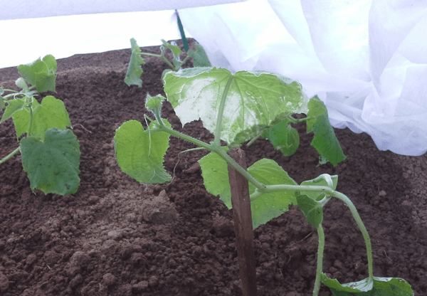 แตงกวาในเรือนกระจก