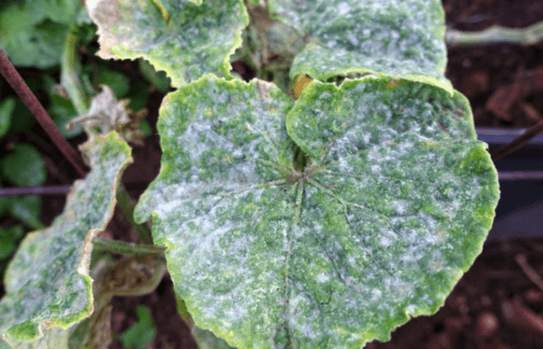 โรคราแป้ง