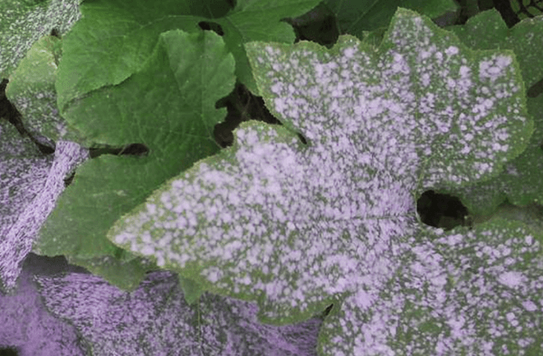 โรคแตงกวา