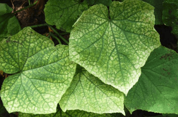 ไรเดอร์