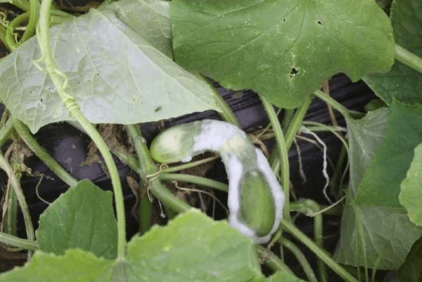 โรคเน่าขาว