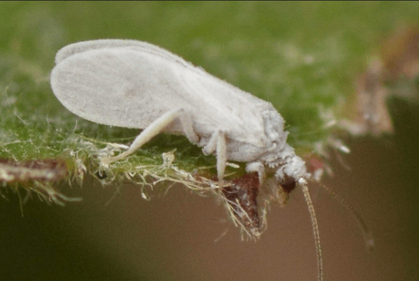 เพลี้ยแป้งเรือนกระจก