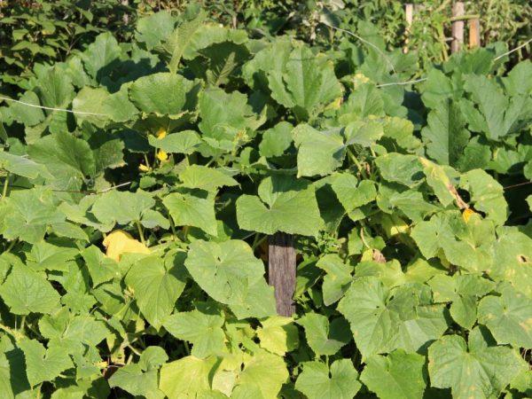 feuilles de concombre