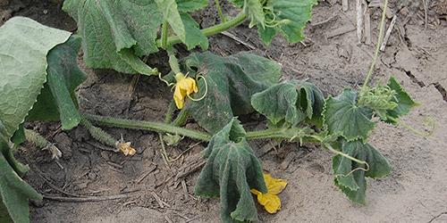 les feuilles de concombre sont malades