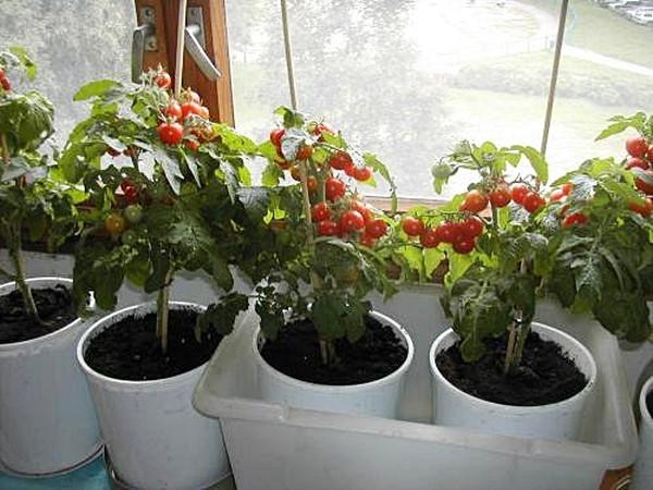 tomates en pots