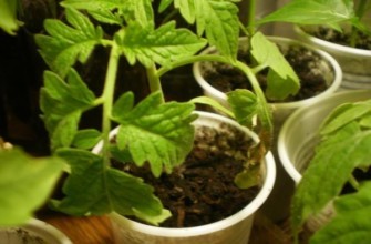 ต้นกล้ามะเขือเทศในกระถาง