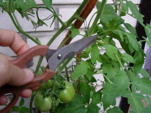 pincer les pousses latérales des tomates