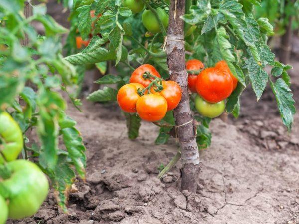 tomates en pleine terre