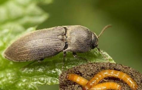 Ver fil-de-fer sur concombres