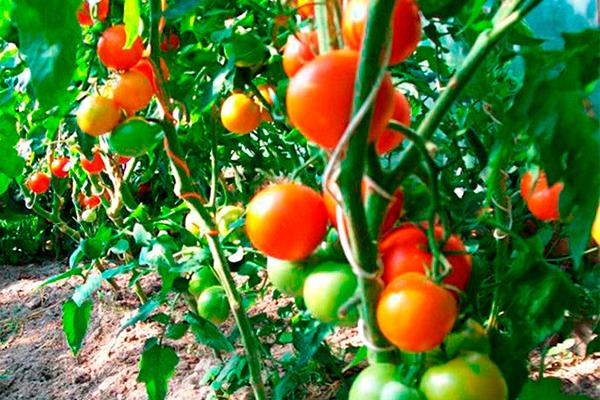 ต้นมะเขือเทศ