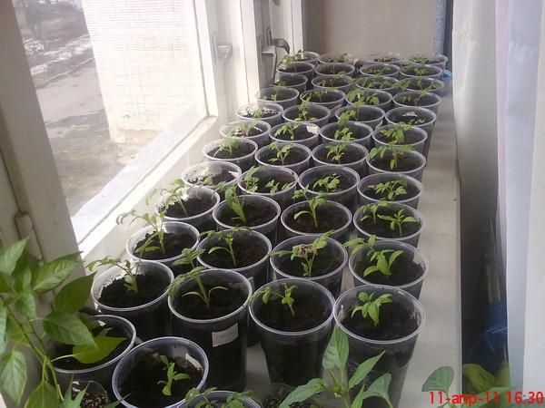 cueillir des plants de tomates