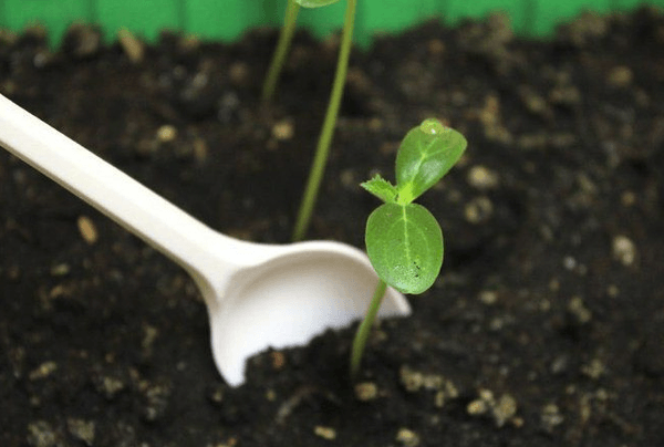 Culture de concombres