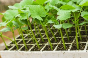 เมื่อต้นกล้าแตงกวาโตยาวต้องทำอย่างไร กฎการดูแลต้นกล้า