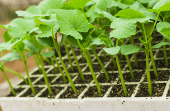 ถั่วงอกแตงกวา