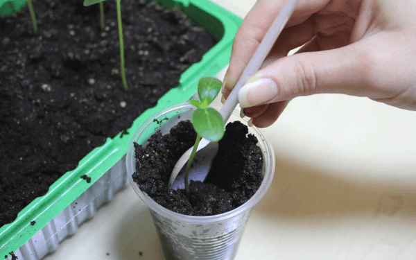 Transplantation de semis