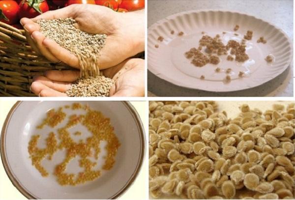 เมล็ดมะเขือเทศ