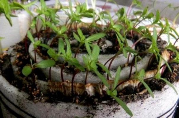 ต้นกล้ามะเขือเทศรูปหอยทาก