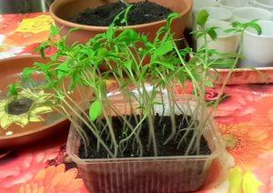 ทำไมต้นกล้ามะเขือเทศจึงบางและยาว และต้องแก้ไขอย่างไร