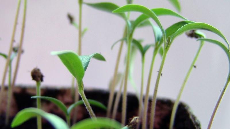 ทำไมต้นกล้าของมะเขือเทศจึงมีลักษณะบางและยาว?