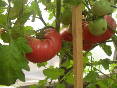 ช้างสีชมพู