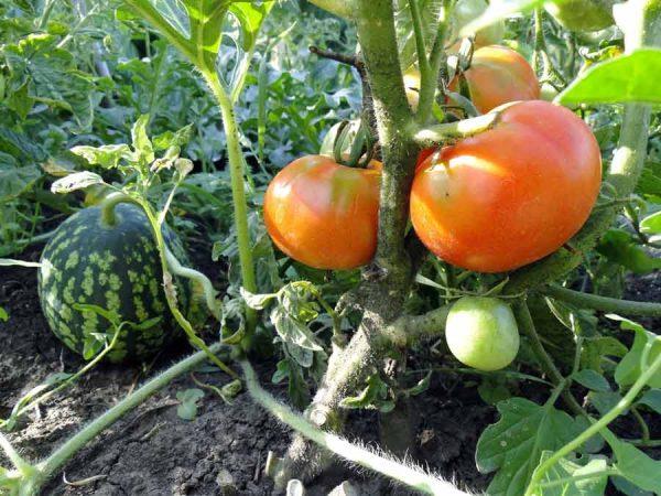 buissons de tomates dans le jardin