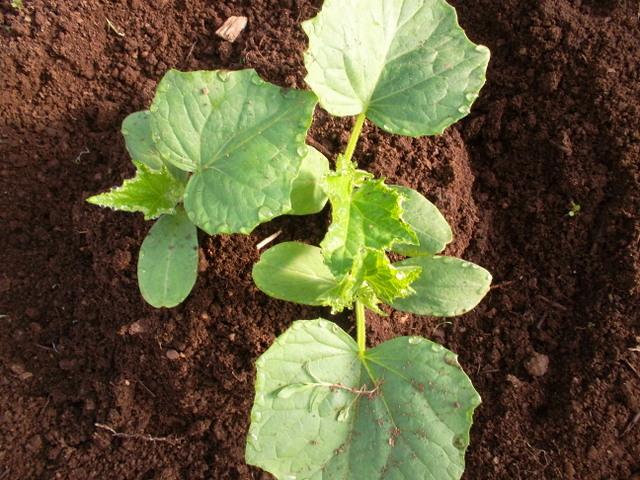 การพรวนดินแตงกวา