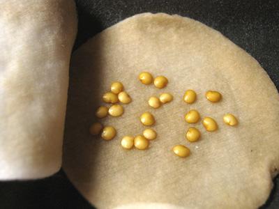 เมล็ดมะเขือเทศ